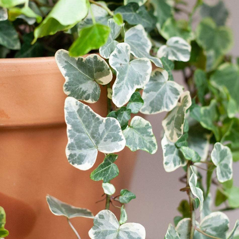 Hedera-Helix-White-Wonder-12-cm-3