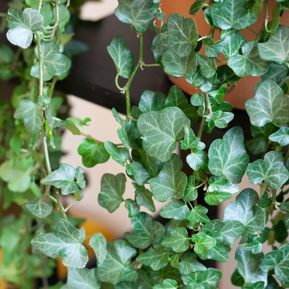 Hedera Helix Wonder - Klimop - P24