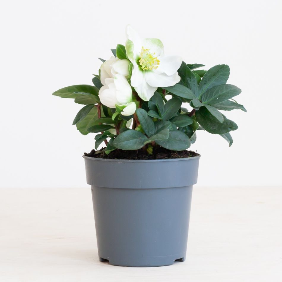 Helleborus-1 1