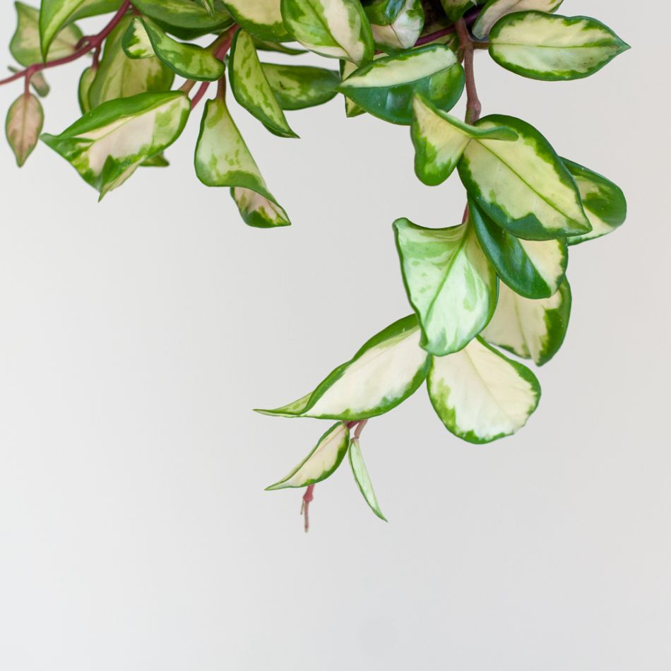 Hoya Carnosa Tricolor - Wasbloem - P14