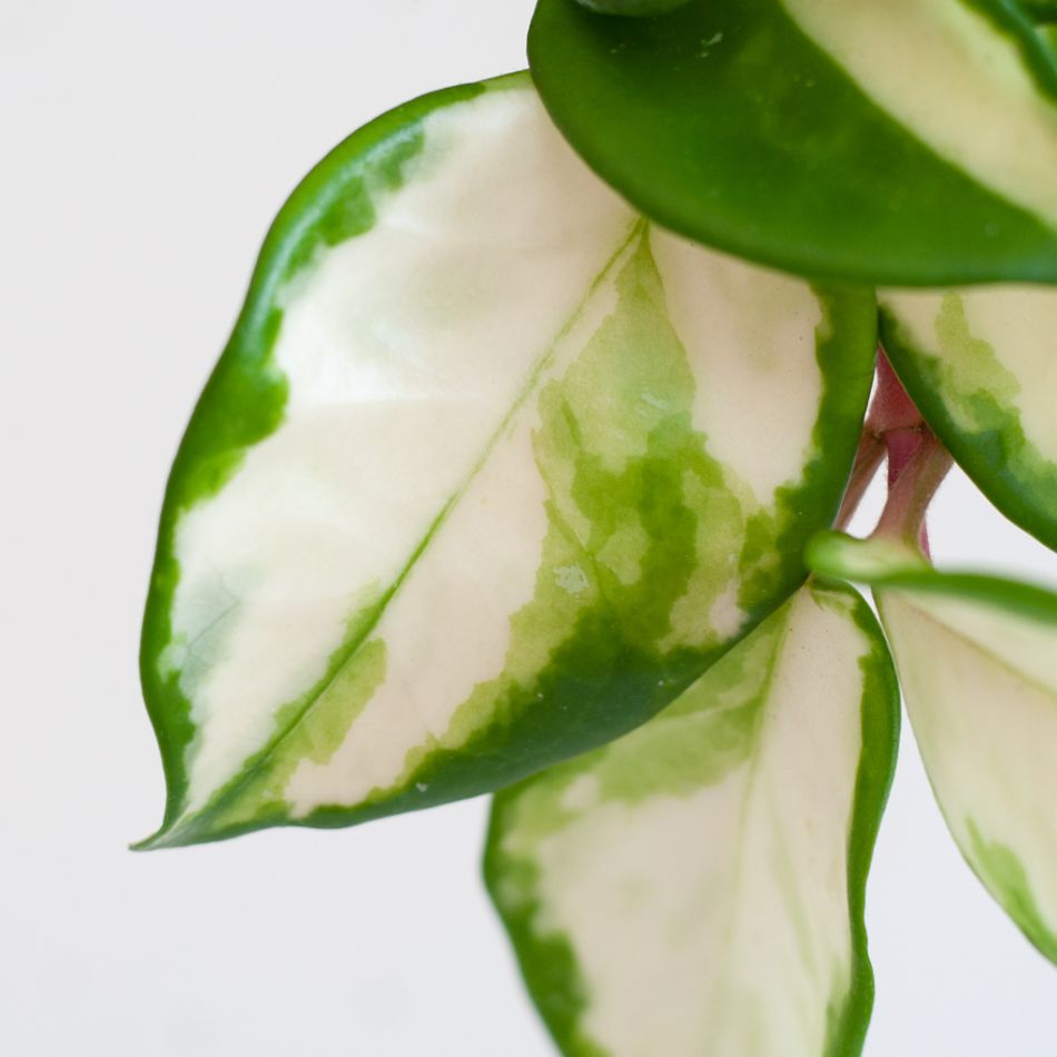 Hoya Carnosa Tricolor