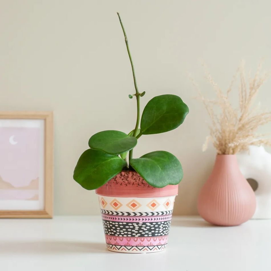 Hoya-Kerrii-1024