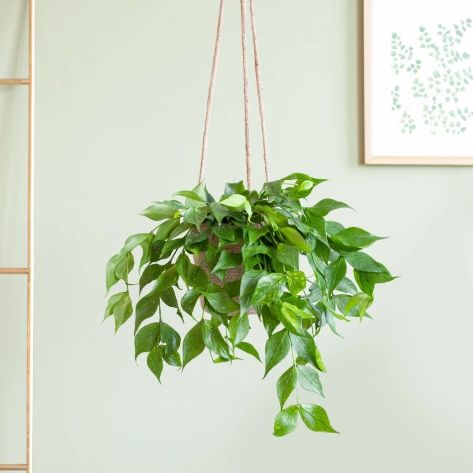 Hoya-Polyneura-102435