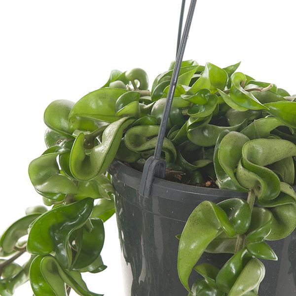 Hoya krinkle kurl