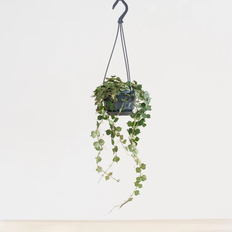 Hoya Curtisii