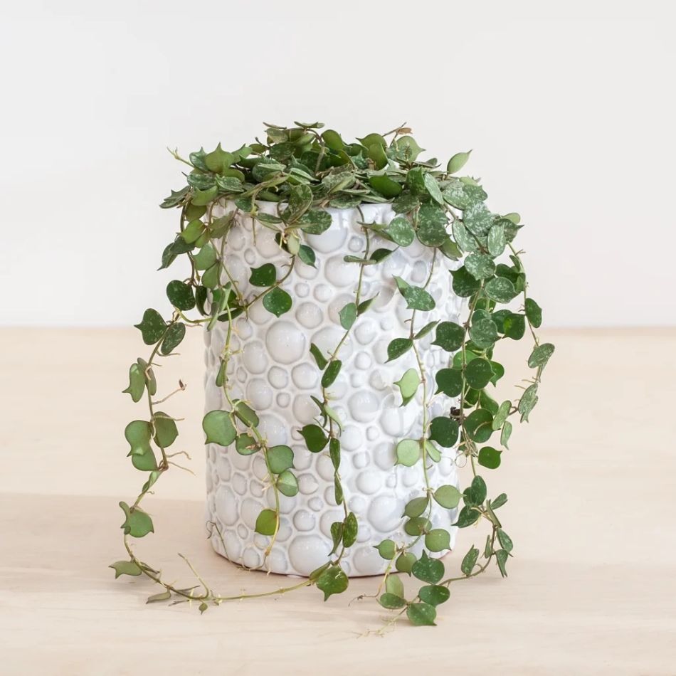 Hoya Curtisii