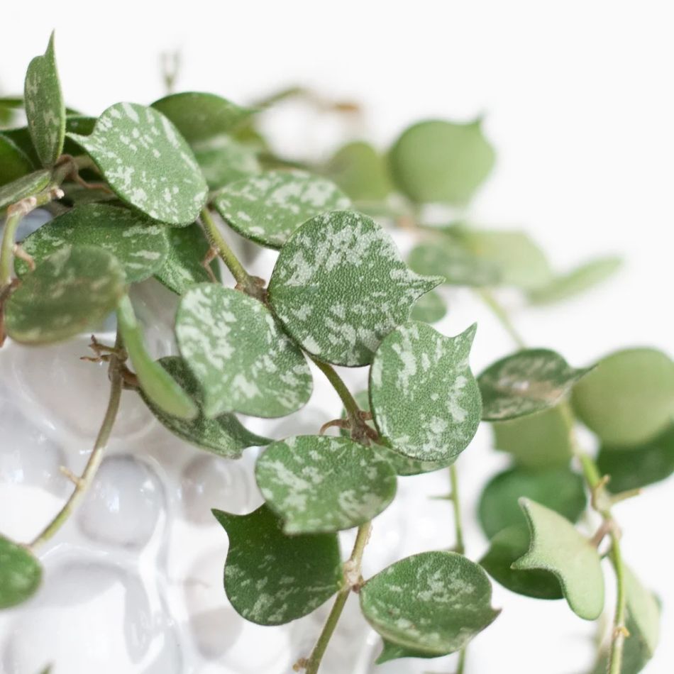Hoya Curtisii