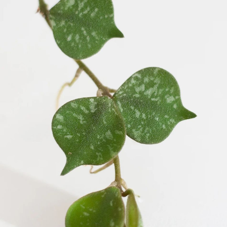 Hoya Curtisii blad