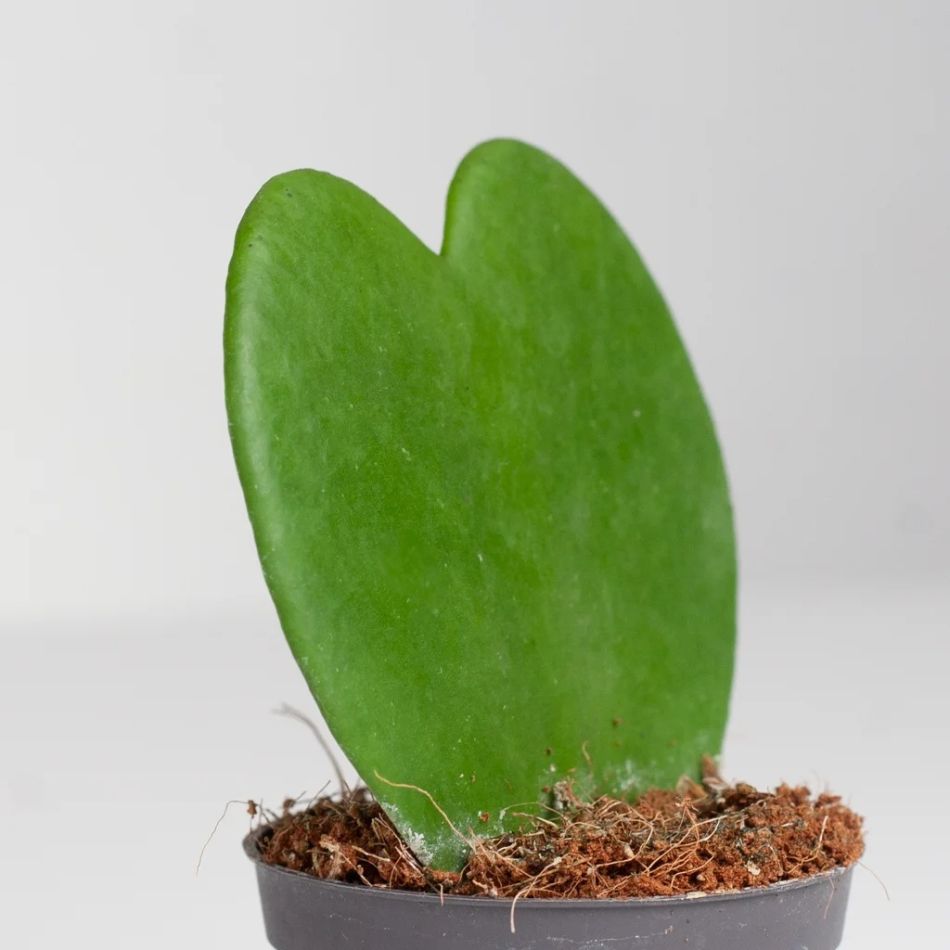 valentijn plant