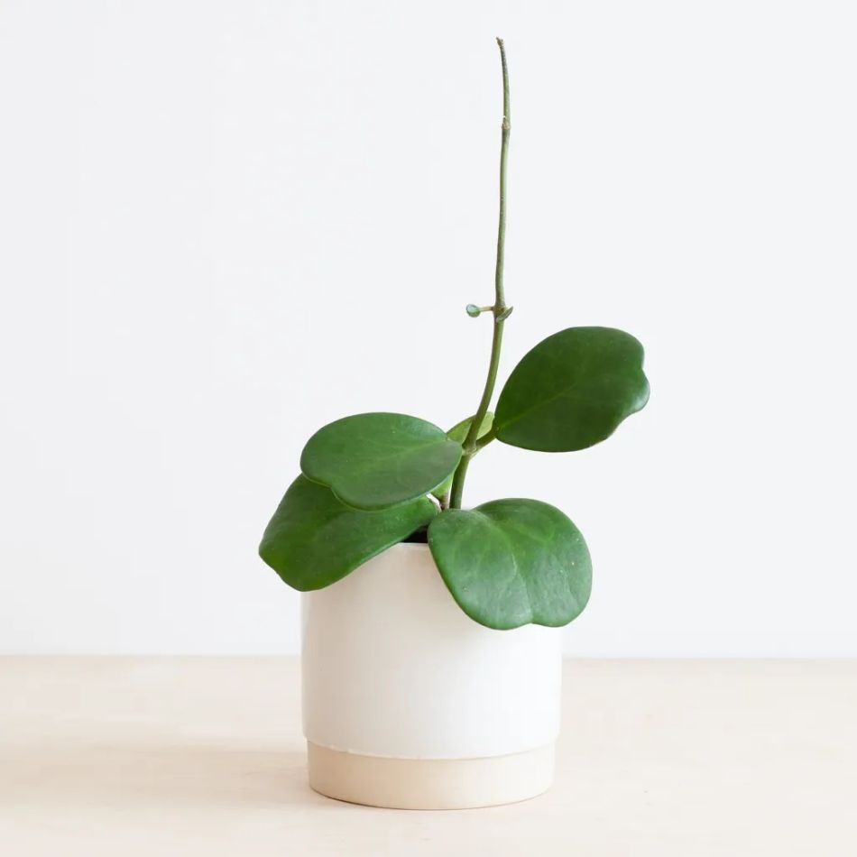 Hoya-kerri-2-1024