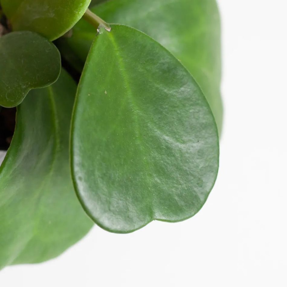 Hoya-kerri-3-1024