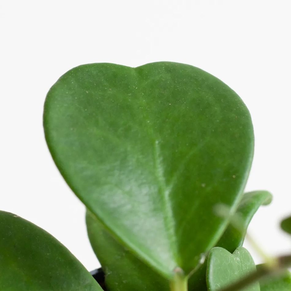 Hoya-kerri-5-1024