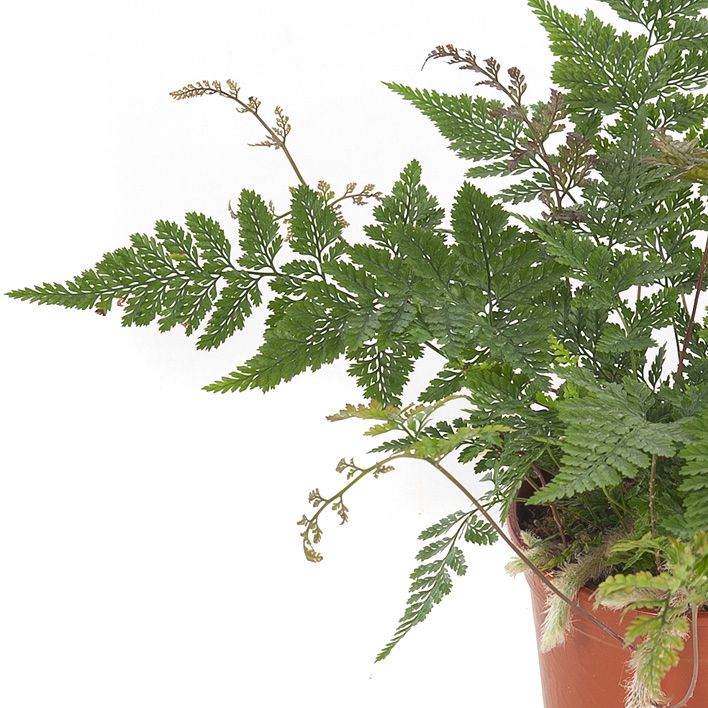 Humata tyermannii