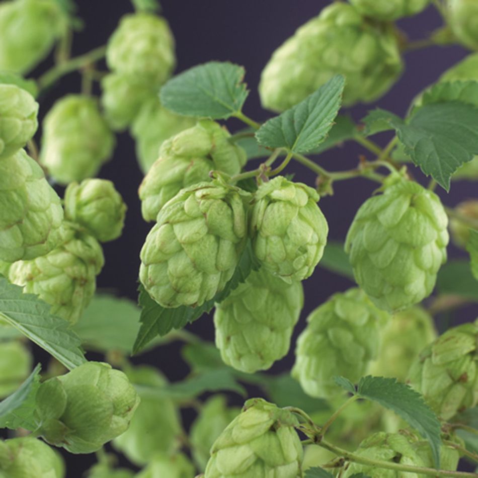 Humulus-Lupulus-Nordbrau 1