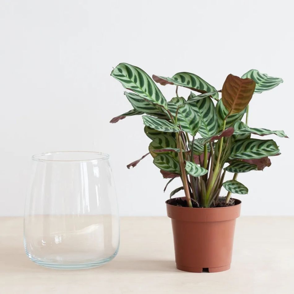 Hydroponie-Alzalea-vase-Ctenanthe-Burle-Marxii-1-1024