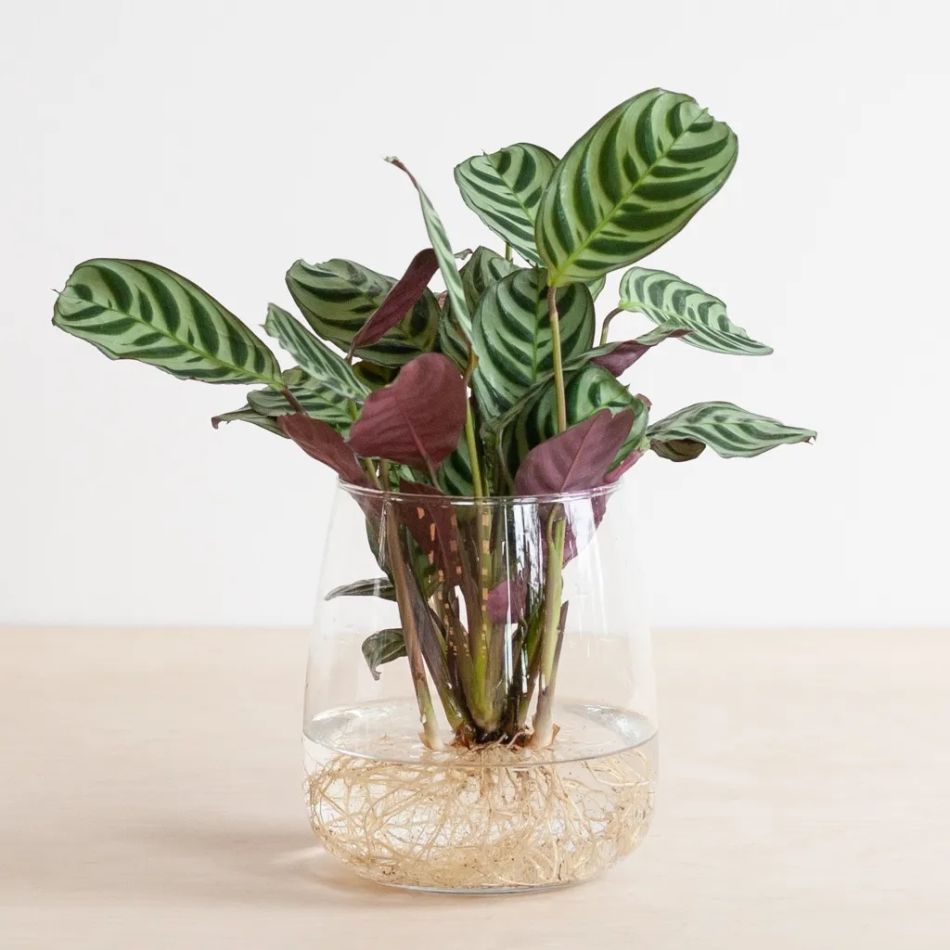 Hydroponie-Alzalea-vase-Ctenanthe-Burle-Marxii-2-1024