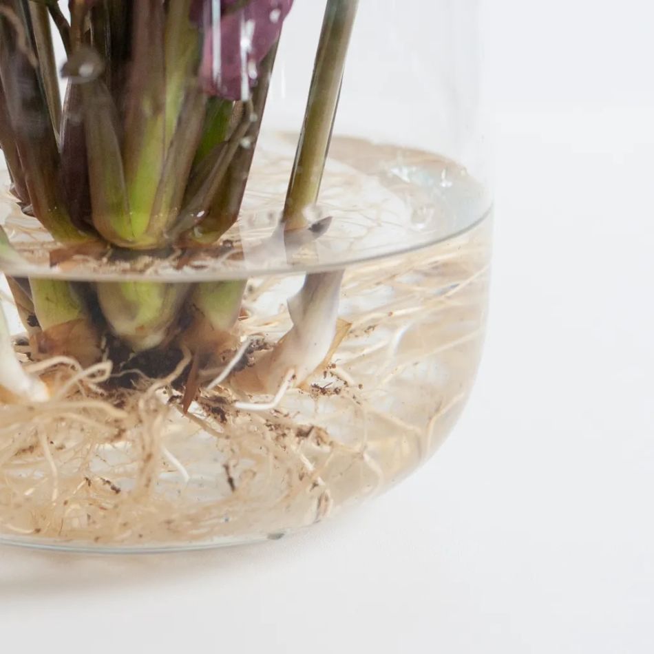 Hydroponie-Alzalea-vase-Ctenanthe-Burle-Marxii-4-1024