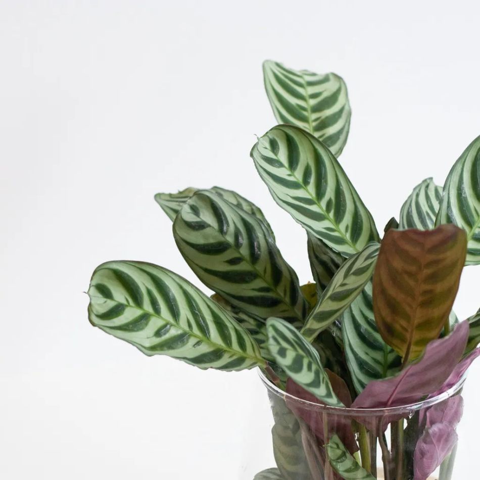 Hydroponie-Alzalea-vase-Ctenanthe-Burle-Marxii-5-1024 1