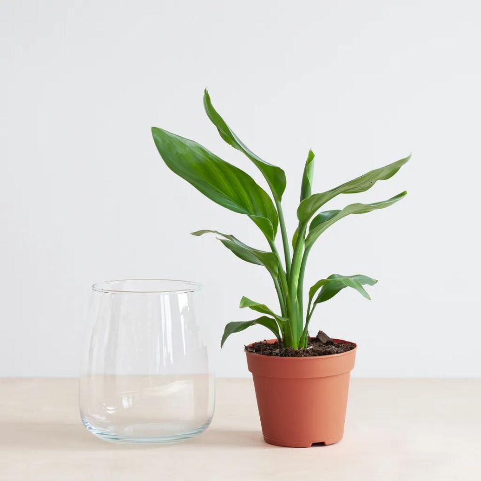 Hydroponie-Alzalea-vase-Strelitzia-Reginae-1-1024