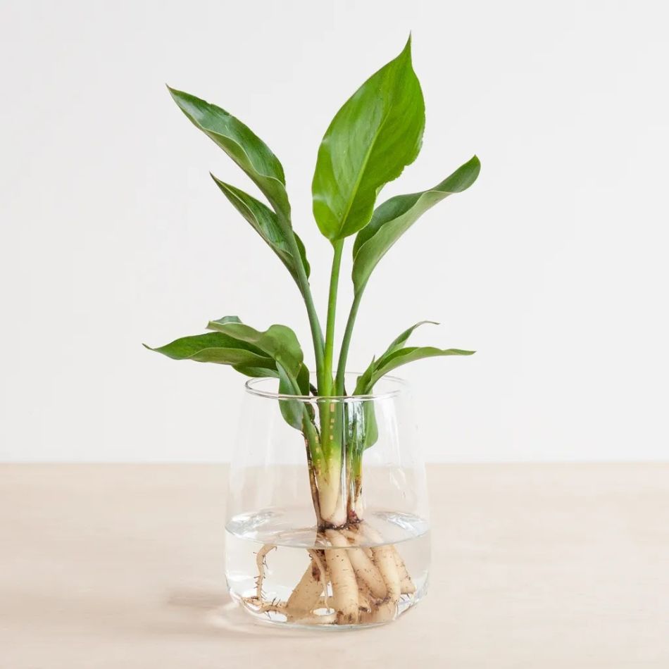 Hydroponie-Alzalea-vase-Strelitzia-Reginae-2-1024