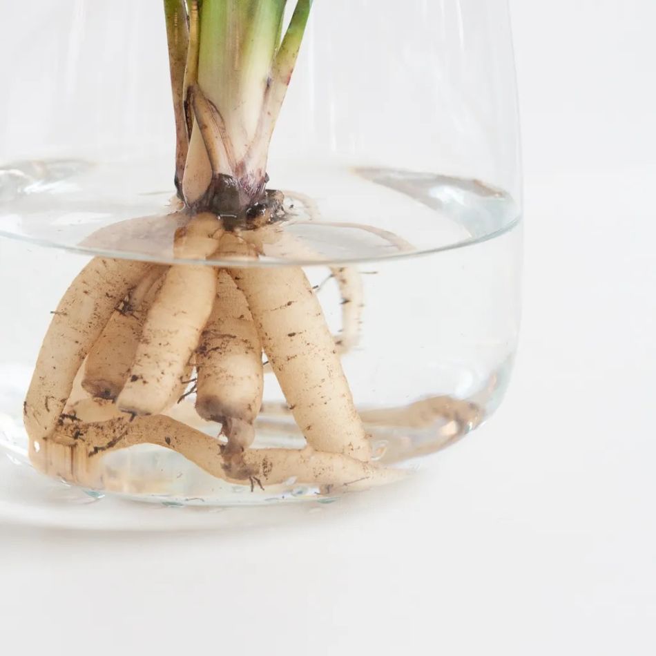 Hydroponie-Alzalea-vase-Strelitzia-Reginae-3-1024