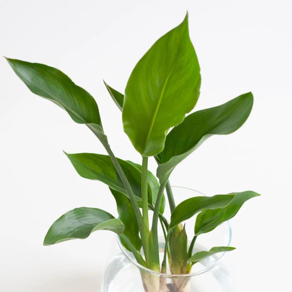 Hydroponie-Alzalea-vase-Strelitzia-Reginae-5-1024