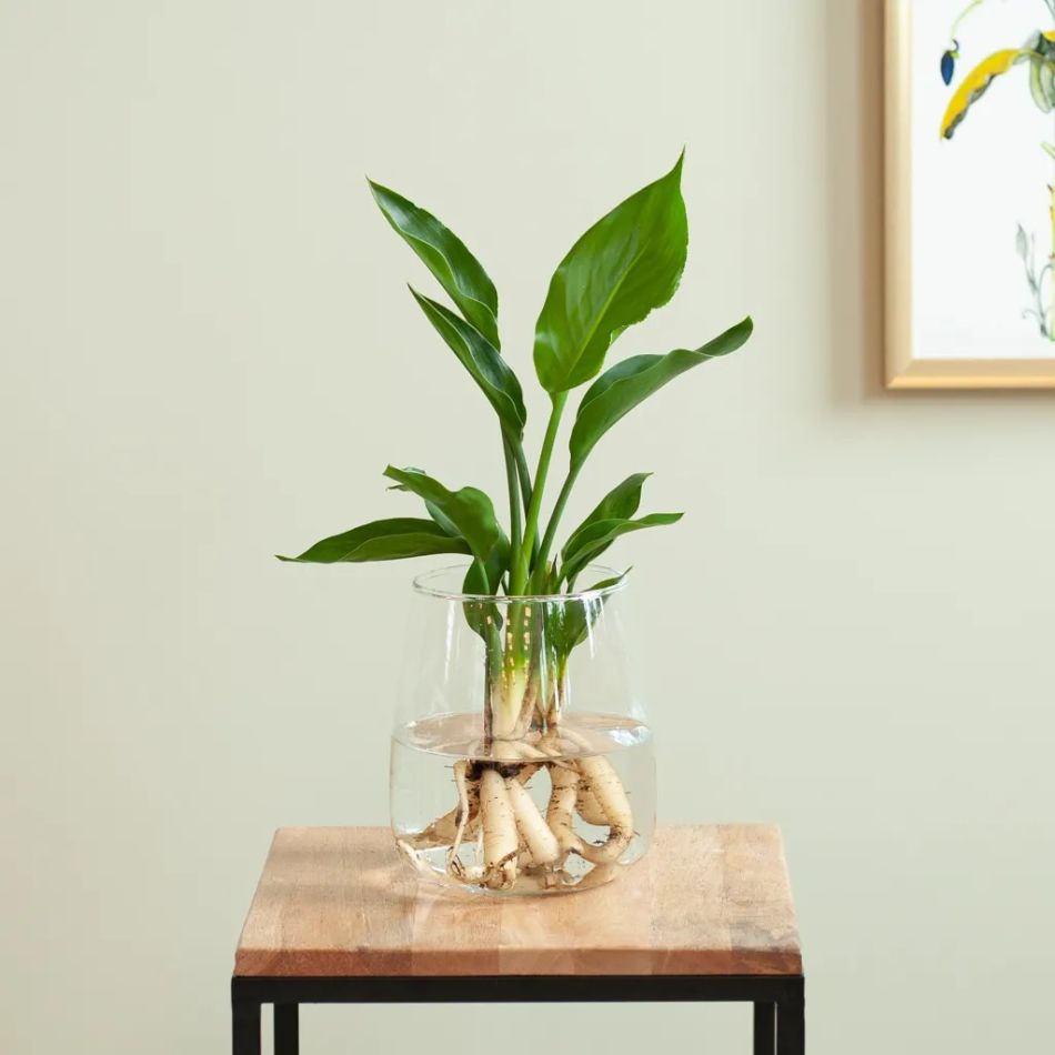 Hydroponie-Alzalea-vase-Strelitzia-Reginae-6-1024