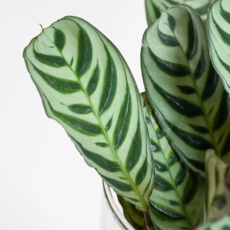 Hydroponie-Amberlyn-vase-Ctenanthe-Burle-Marxii-4-1024