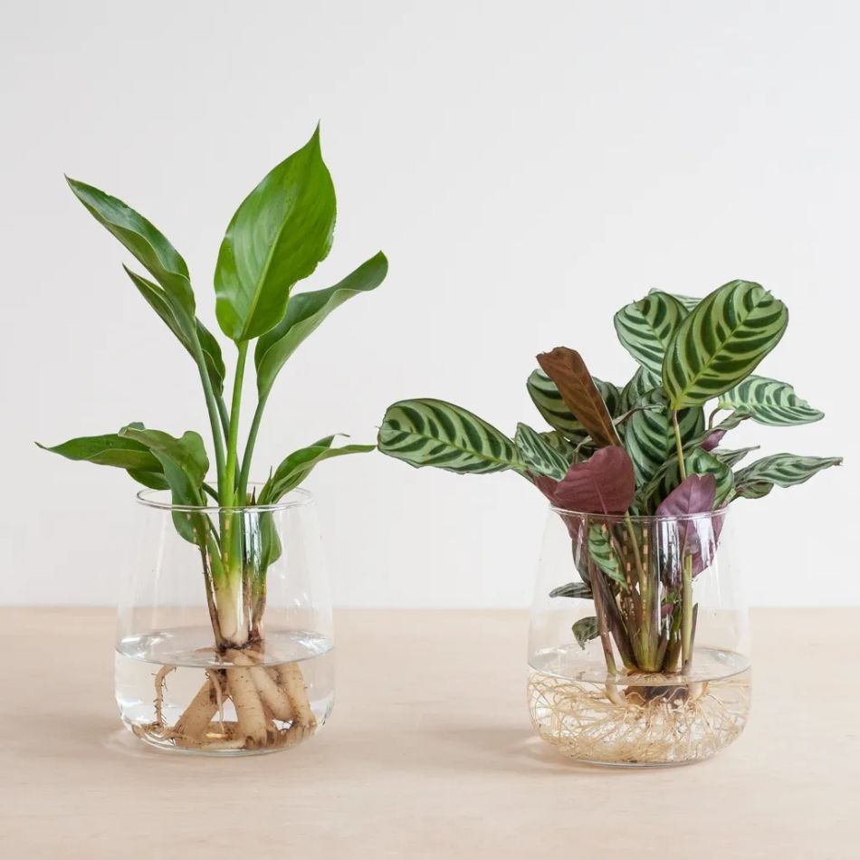 Hydroponie-alzalea-Strelitzia-Reginae-Ctenanthe-Burle-Marxii-2-2-1024
