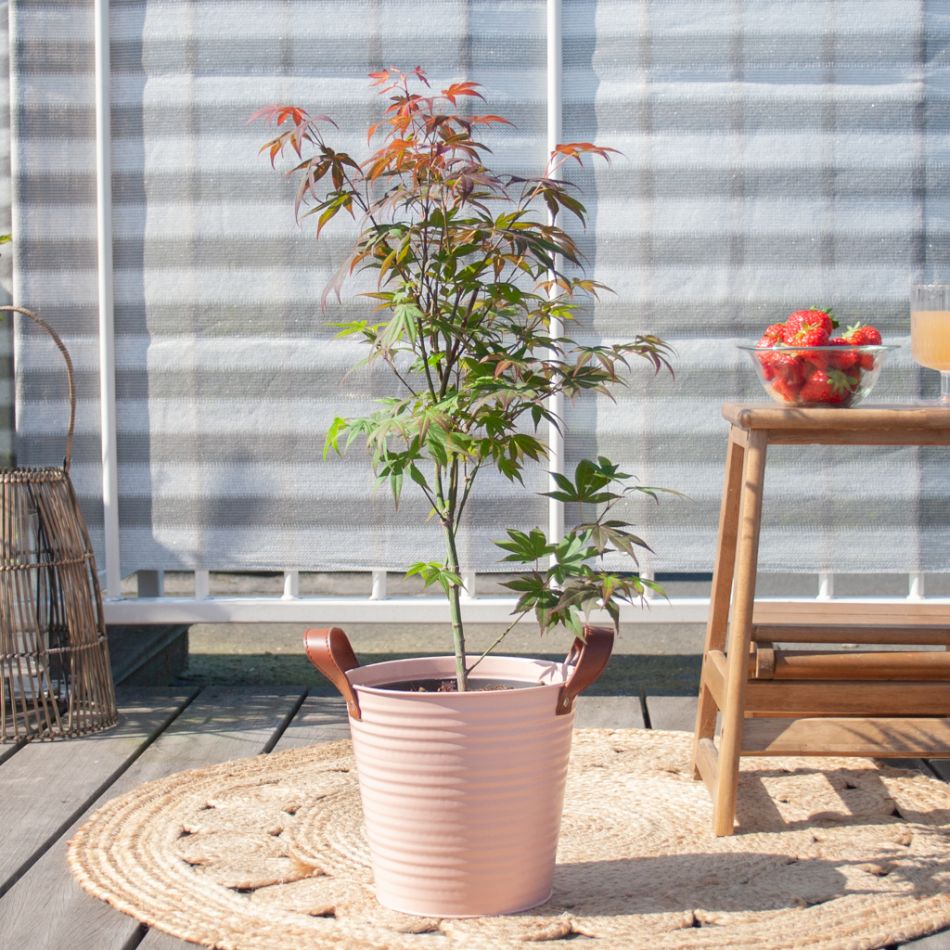 Japanse-Esdoorn-1-1024