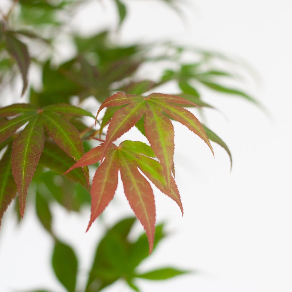 Japanse-Esdoorn-4-1024