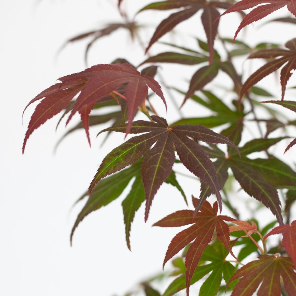 Japanse-Esdoorn-6-1024