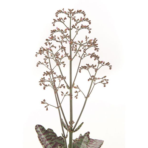 Kalancho -humilis-11-blad