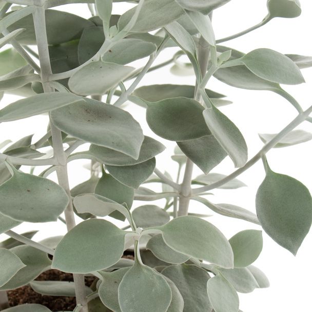 Kalanchoe Hildebrandtii blad