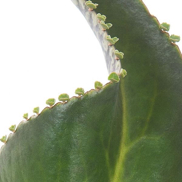mother of thousands kalanchoe