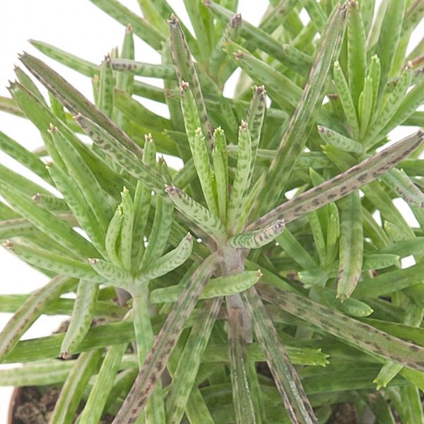 Kalanchoe Tubiflora