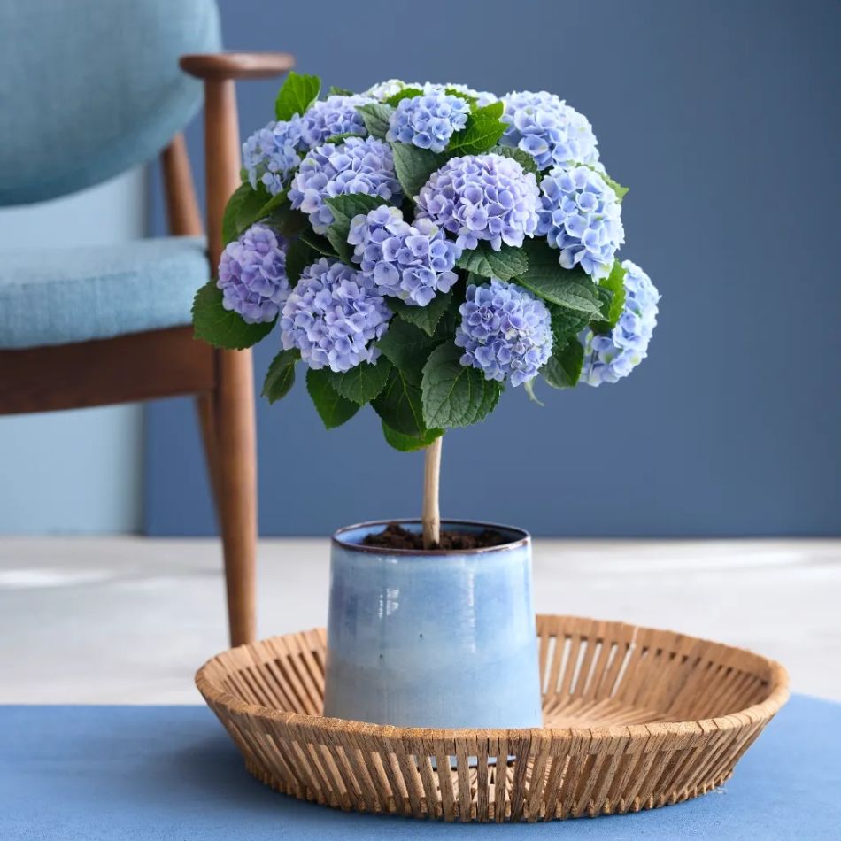 blauwe Hortensia magical op stam
