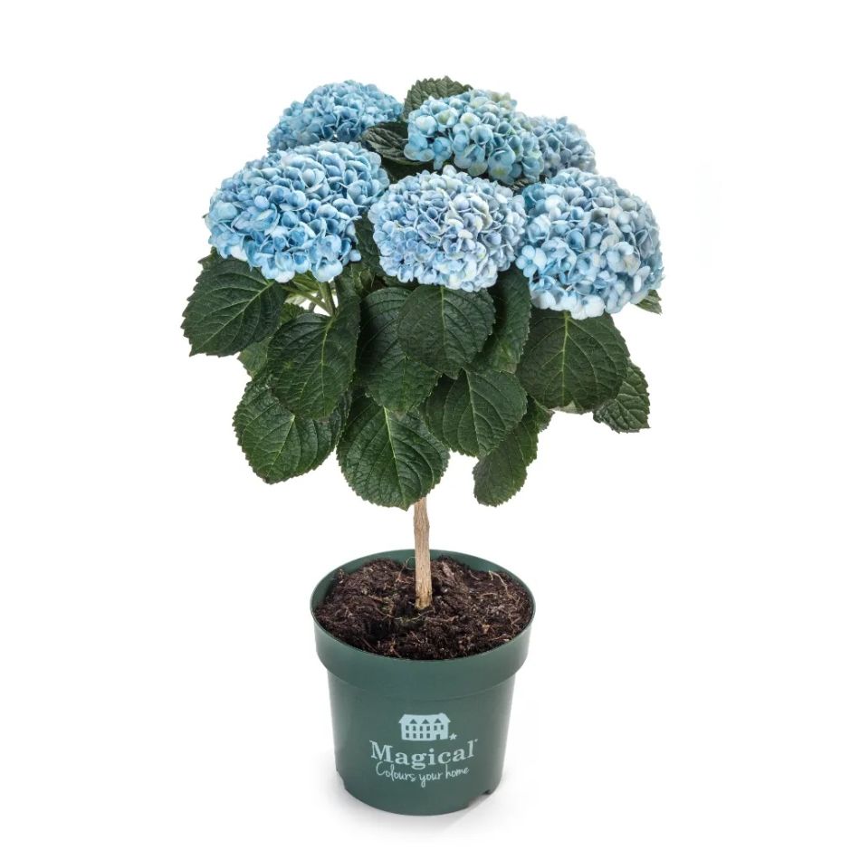 blauwe Hortensia magical op stam witfoto
