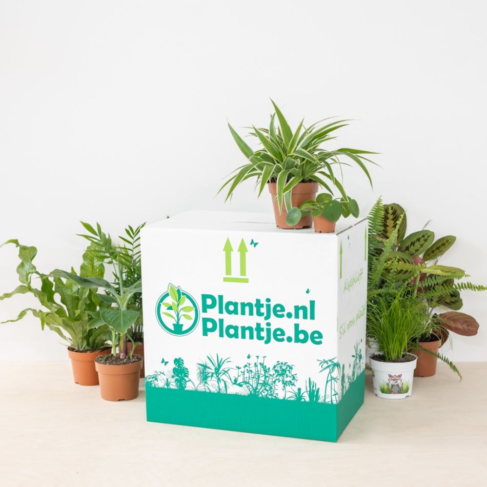 Katvriendelijke-Plantenbox-3