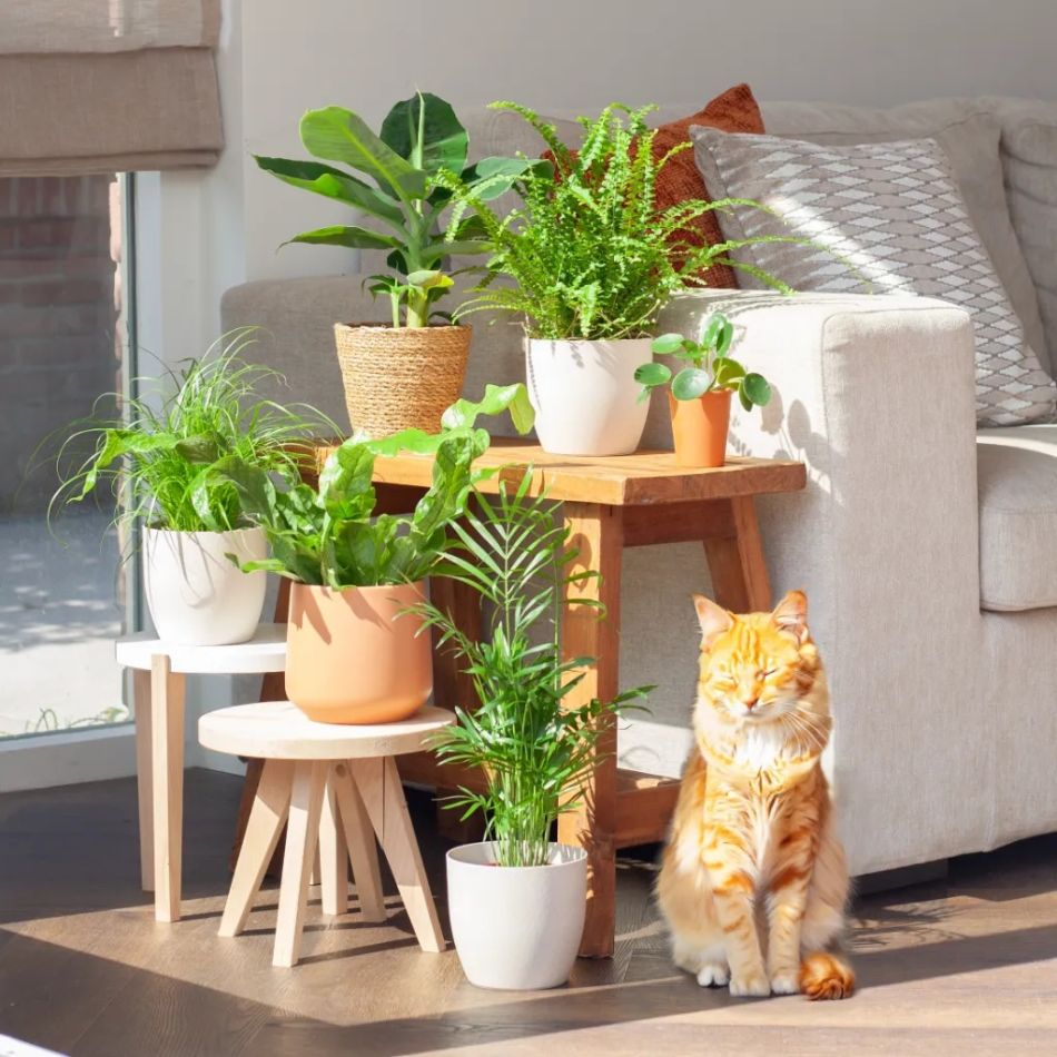Katvriendelijke planten