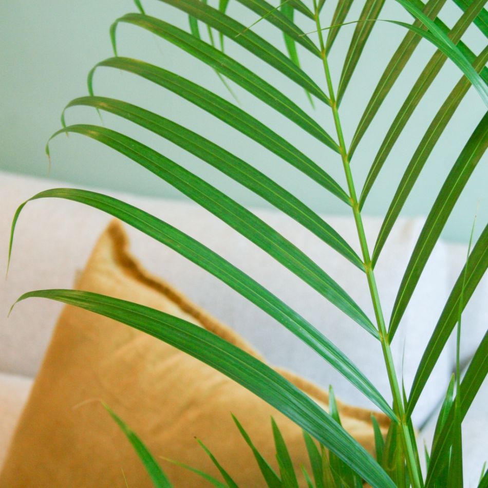 Chrysalidocarpus Lutescens - Goudpalm - P24 cm