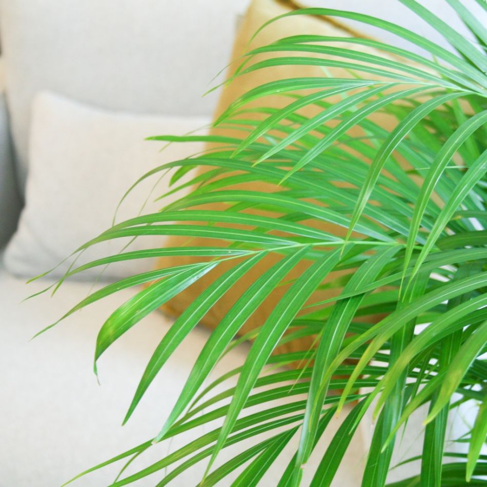 Chrysalidocarpus Lutescens - Goudpalm - P24 cm