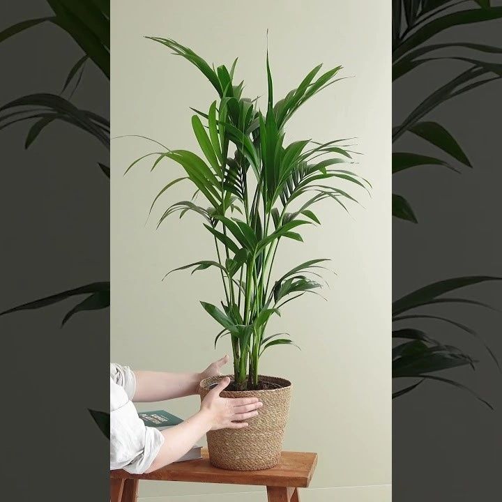 Kentiapalm video