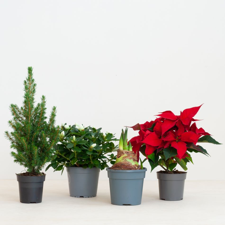 Kerst Plantenbox