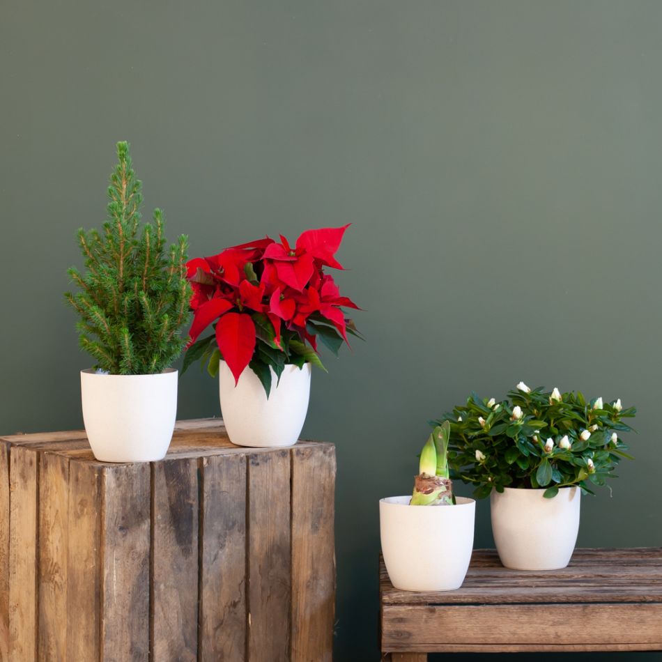 Kerst Plantenbox