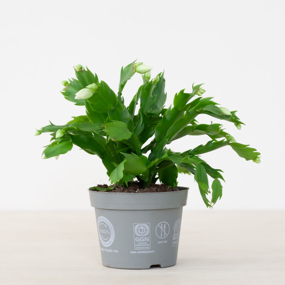 Kerstcactus