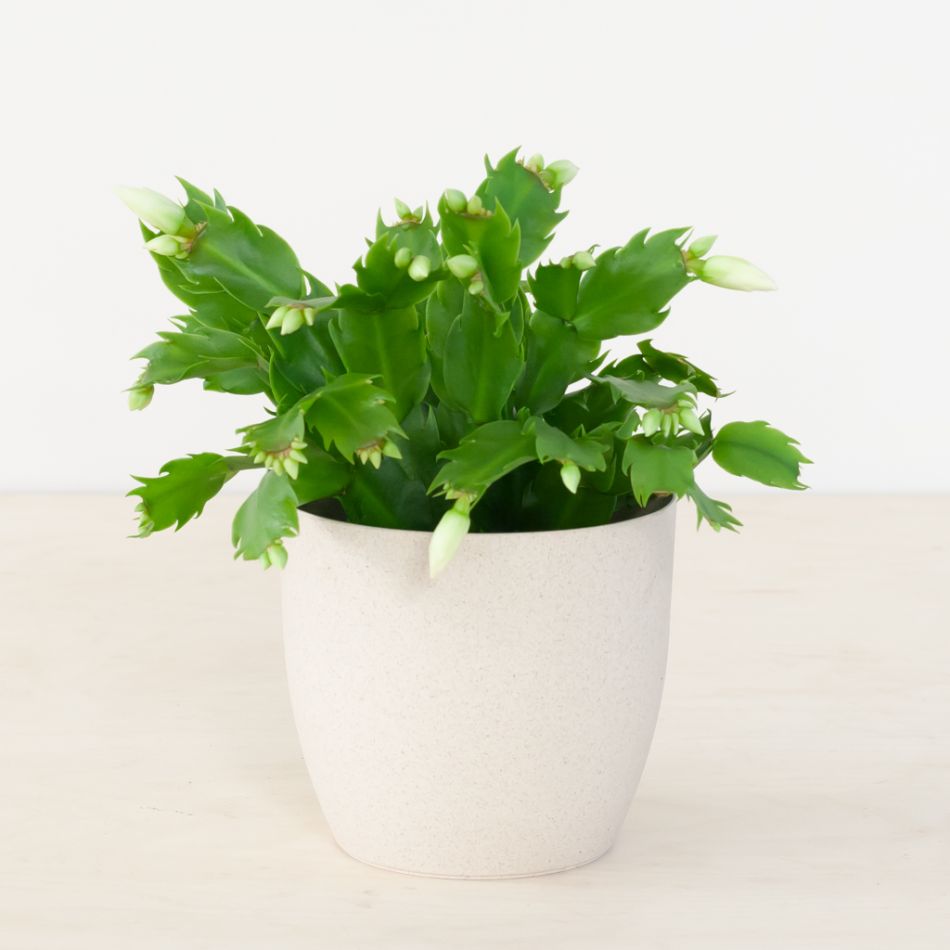 Kerstcactus