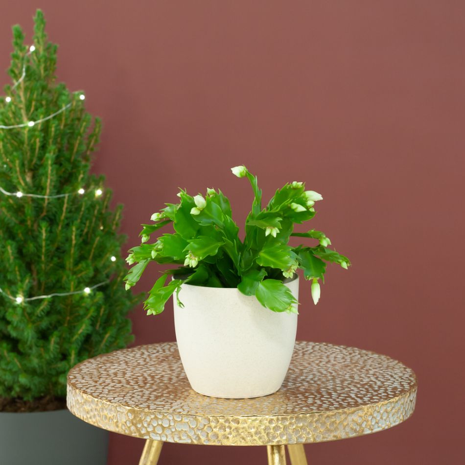 Kerstcactus