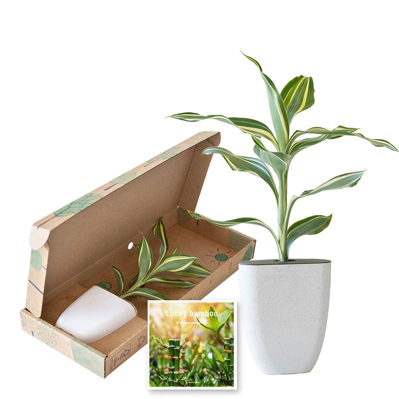 lucky bamboe brievenbusplantje