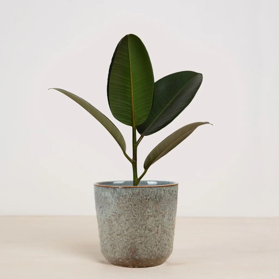palma bloempot